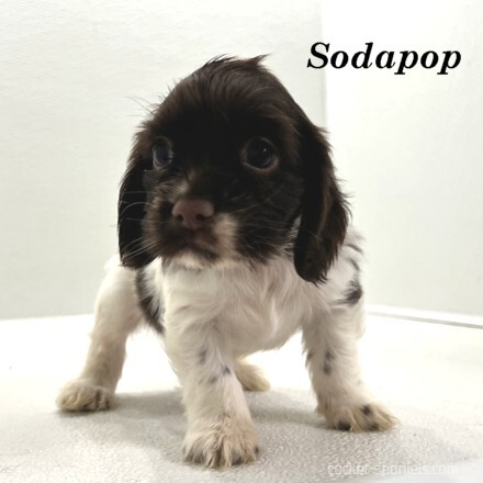 puppy, for, sale, Cocker Spaniel, Joe & Cherri  Overlease, dog, breeder, Miller, MO, dog-breeder, puppy-for-sale, forsale, nearby, find, puppyfind, locator, puppylocator, aca